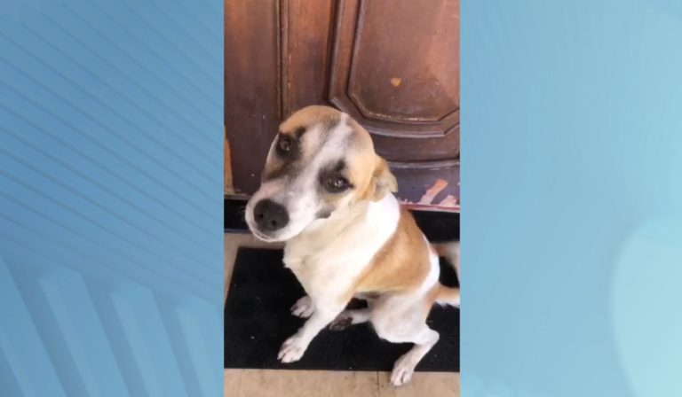 Denúncia: Cães e gatos estão sendo envenenados em Americana