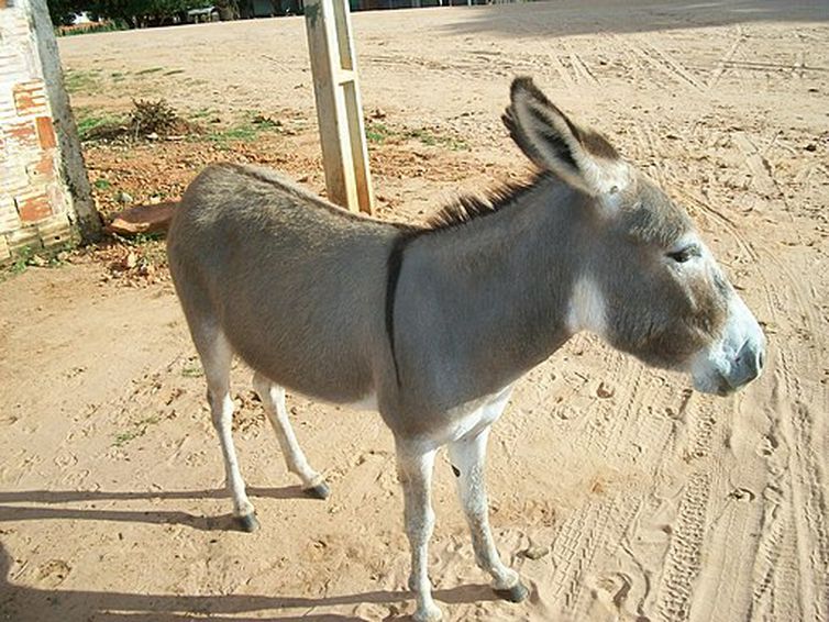 Jumentos estão em risco de extinção no Brasil