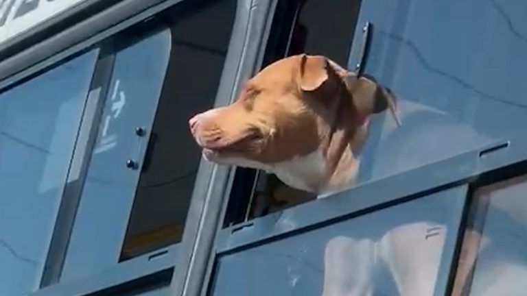 Flagrante animal! Cãozinho passeia no transporte público de Campinas