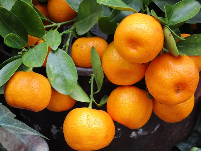 Hortifruti em Campinas Safra das tangerinas aumenta oferta dos produtos no mercado