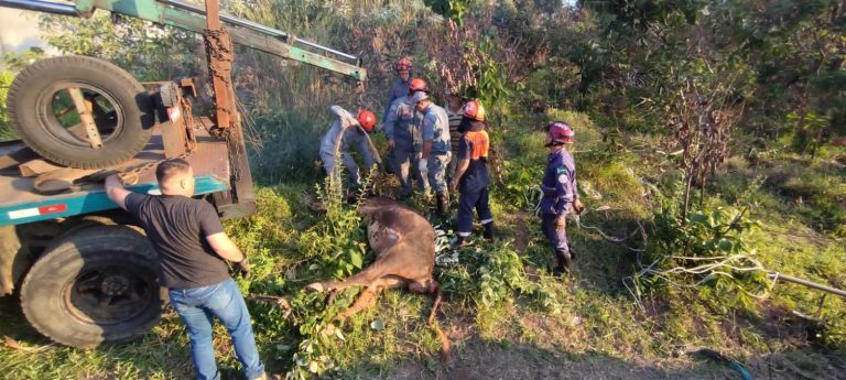 Vaca prenha é resgatada com guincho em Várzea Paulista