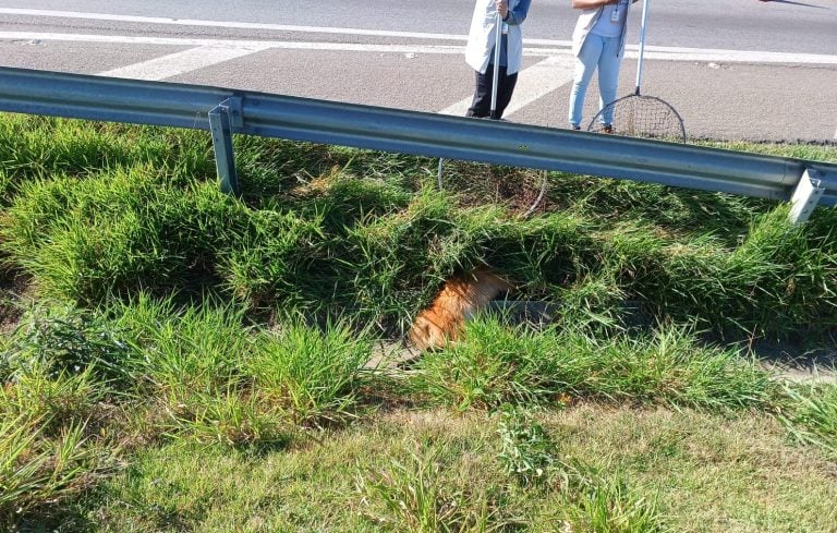 Lobo guará é atropelado em Jaguariúna e motorista foge
