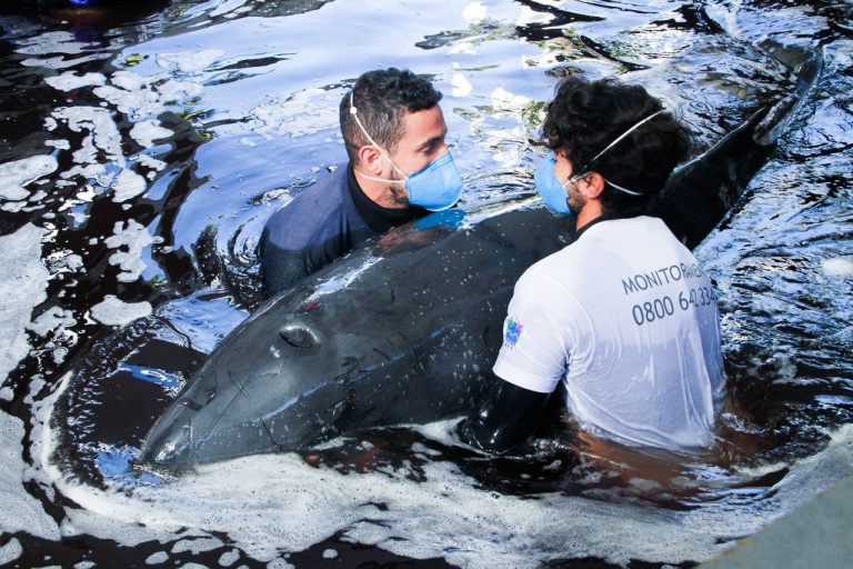 Golfinho resgatado em Santos é devolvido ao mar