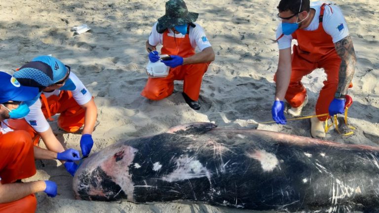 Golfinho resgatado e solto no Litoral é encontrado morto