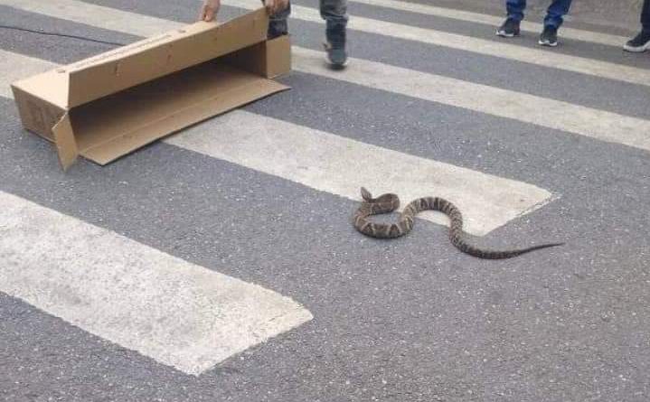 jararaca em caçapava