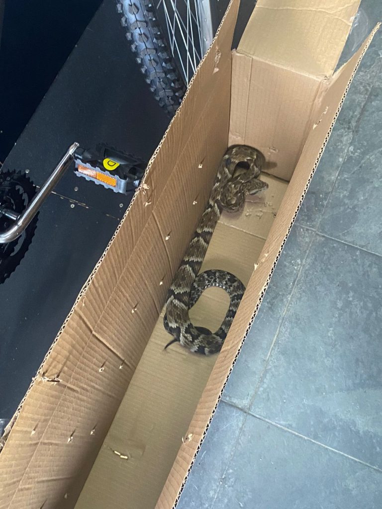 jararaca em caçapava