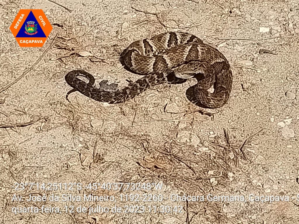 jararaca em caçapava