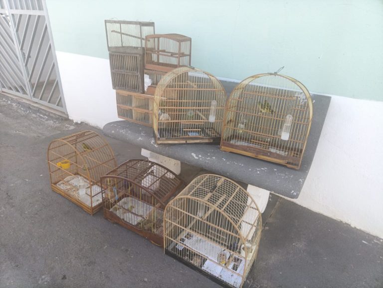 aves silvestres campos