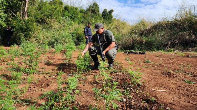 GCM encontra plantação com 200 pés de maconha