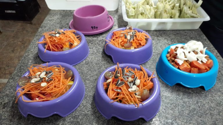 Tem Arraía no Zoo, bicharada tem pamonha e até bolo de fubá