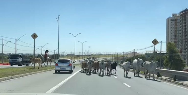 “Avenida Muuuvimentada”: Vacas são flagradas transitando na John Boyd Dunlop, veja o momento!
