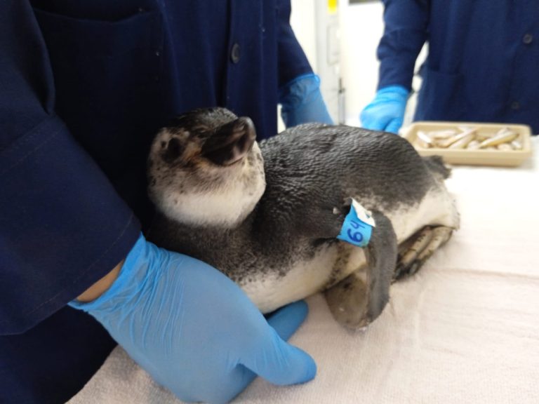 Banhistas encontram filhote de pinguim no Litoral Sul