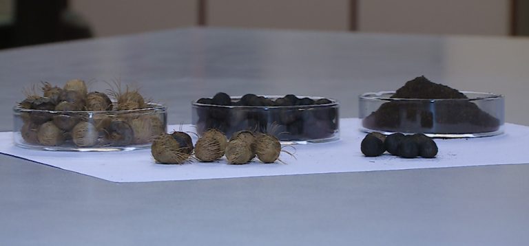 Café de Açaí: Unicamp desenvolveu bebida com a semente torrada