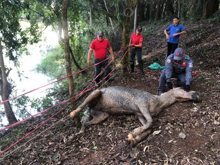 Cavalo é resgatado pela Defesa Civil após invadir empresa em Itapira