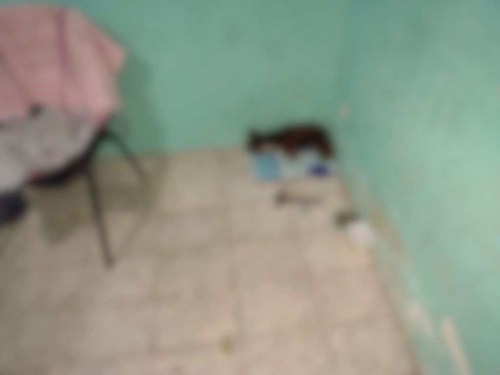 cachorro morto a marteladas