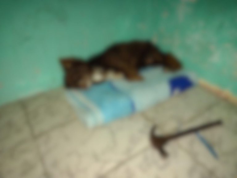 cachorro morto a marteladas - justiça mandou soltar homem