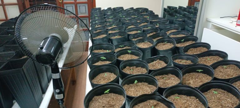 Polícia descobre estufa com mais de 300 vasos de maconha em casa de Rio Claro