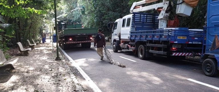 Árvore cai em trabalhador do Bosque do Jequitibás em Campinas