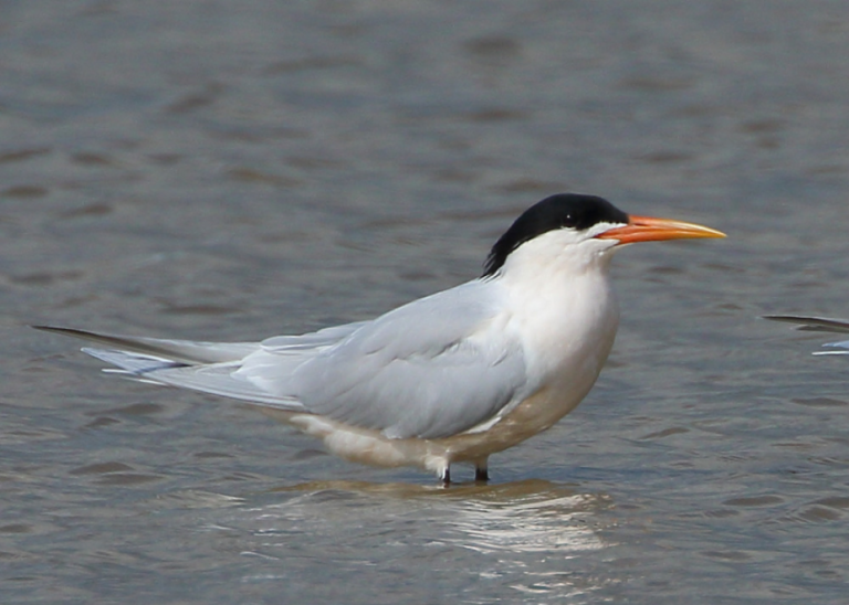 Santos reforça o alerta com a gripe aviária