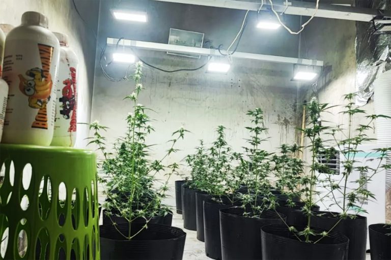 “Casa da maconha” é descoberta no Litoral e um homem é preso