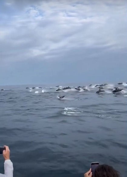 Vídeo: turista flagra show de golfinhos em Ilhabela