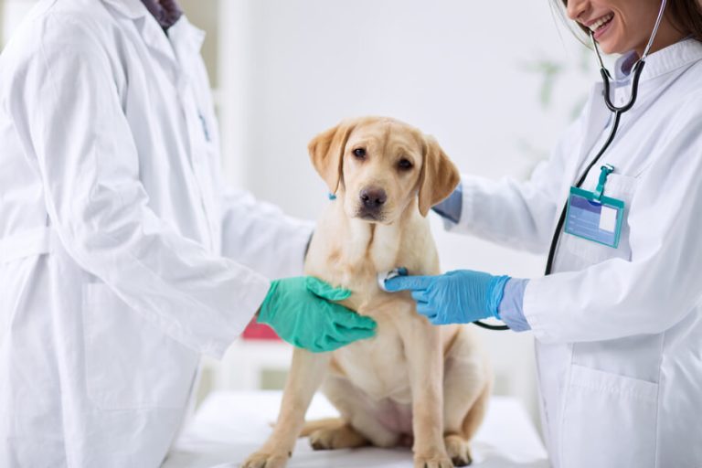 Nutrição na Medicina Veterinária atual – Por Eduardo Filetti