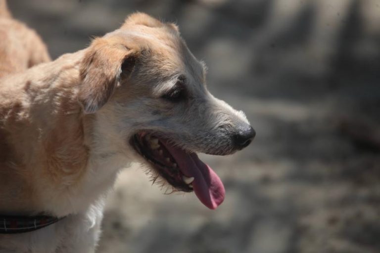 Dia do vira-lata é comemorado em Santos
