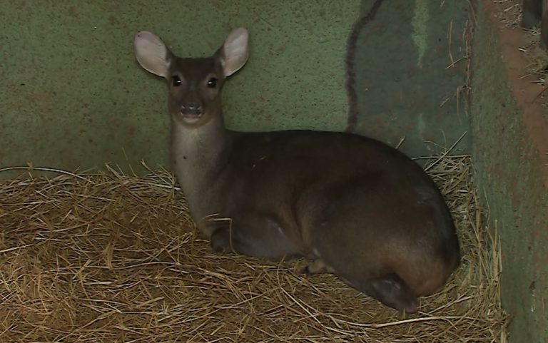 Inverno no Zoológico: Como os animais se protegem no frio?
