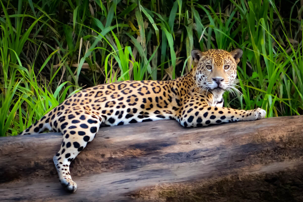 A Terra, O Ar, O Fogo, A Água, Retorna - Irmãos da Floresta 