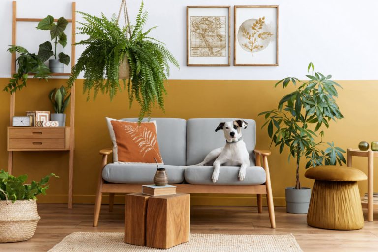 10 plantas seguras para cães e gatos para ter em casa 