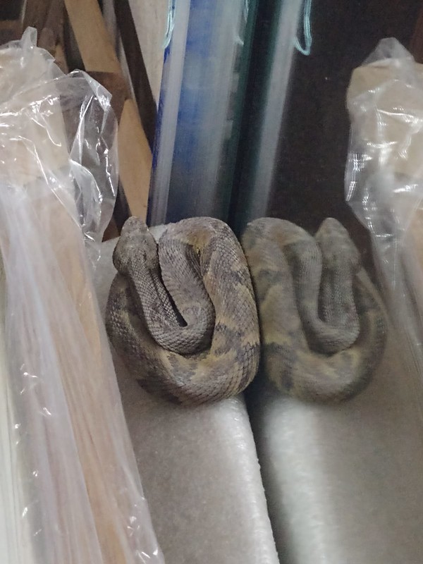 Jararaca é achada dentro de comércio no Guarujá