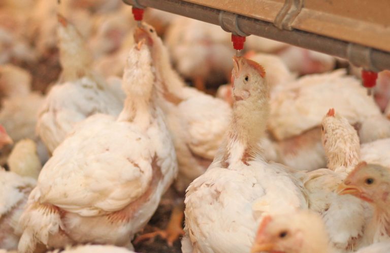 Fotoarena/Folhapress - Criadouro de carne de frango