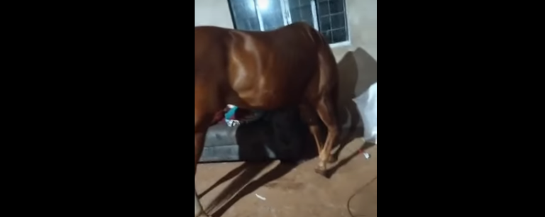 Vídeo | Filho ameaça pais de morte, furta cavalo do prefeito e coloca o animal na sala de casa