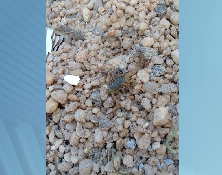 Aparecimento de escorpiões em Piracicaba preocupa moradores