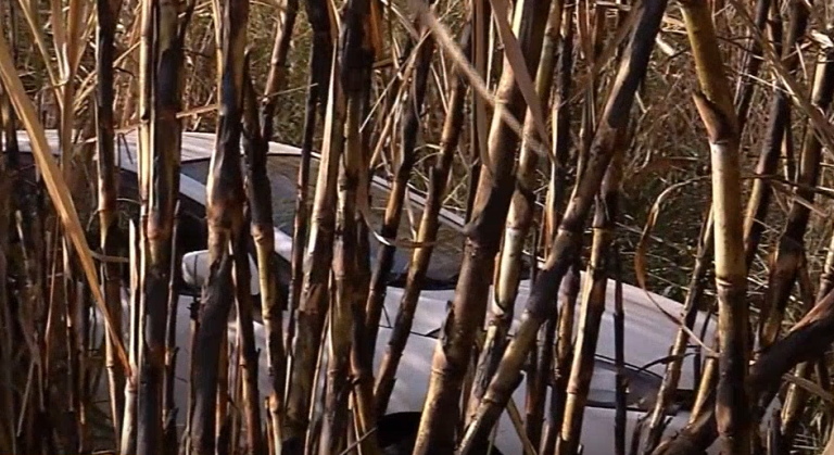 Corpo de mulher é encontrado carbonizado em canavial