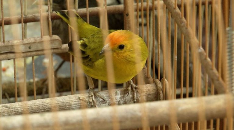 Cresce o número de apreensões de animais silvestres na região