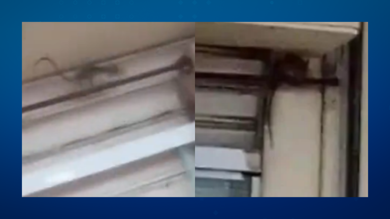 Surpresa desagradável: Rato aparece “dando um rolê” em pizzaria de São Vicente