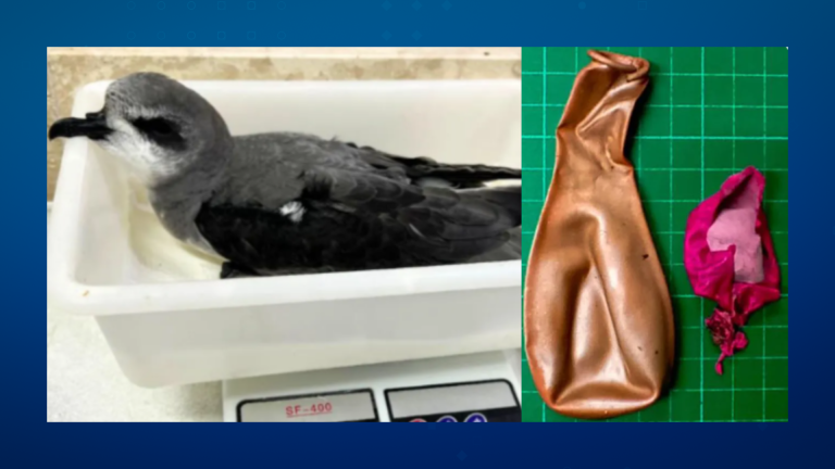 Ave morre após engolir dois balões de festa, em Bertioga