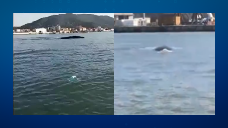 Baleias dão show e viram atração no canal do Porto de Santos