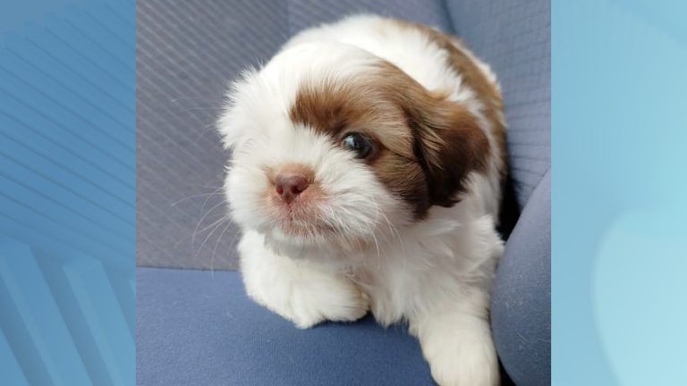 Levaram o Théo família de Campinas faz apelo por cãozinho furtado na Vila Teixeira