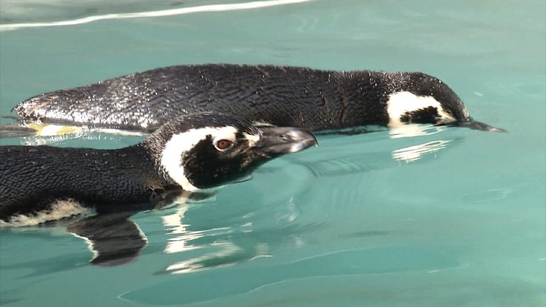 Gremar atua no resgate de animais marinhos e faz alerta sobre os cuidados e prevenções