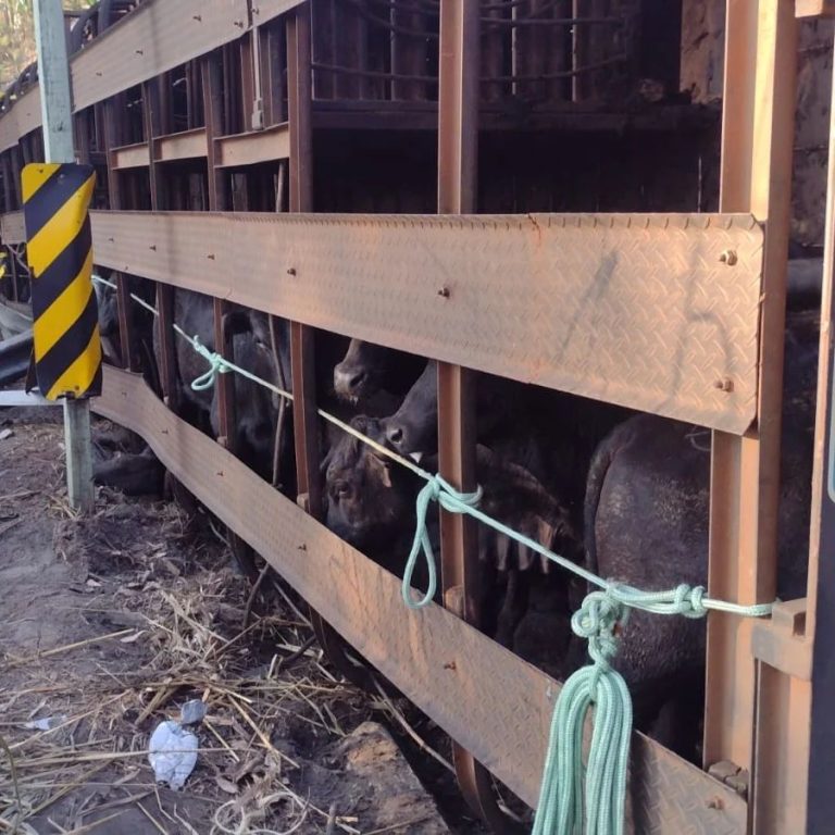 Carreta tomba na Rio-Santos em São Sebastião: animais transportados fugiram