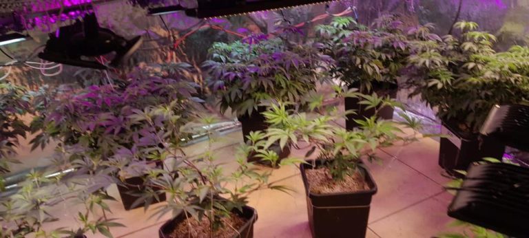 Do sonho ao pesadelo: Cantor que cultivava maconha no Litoral, é preso enquanto dormia