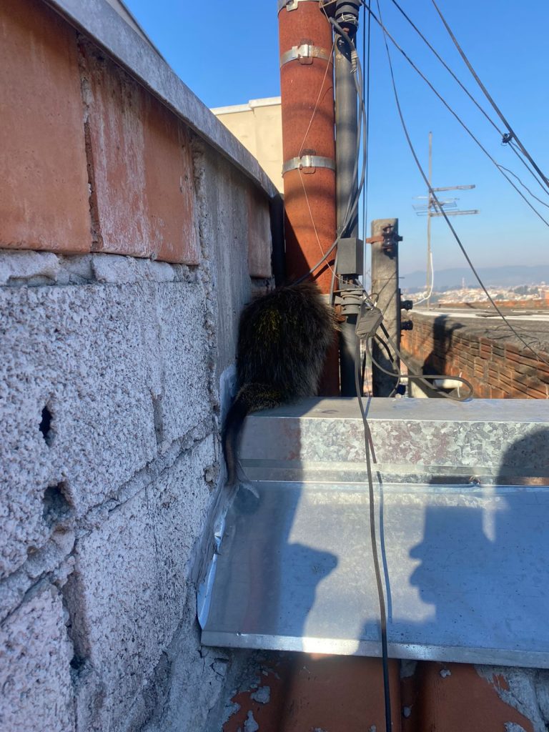 Defesa Civil de Várzea Paulista resgata ouriço na vila Real