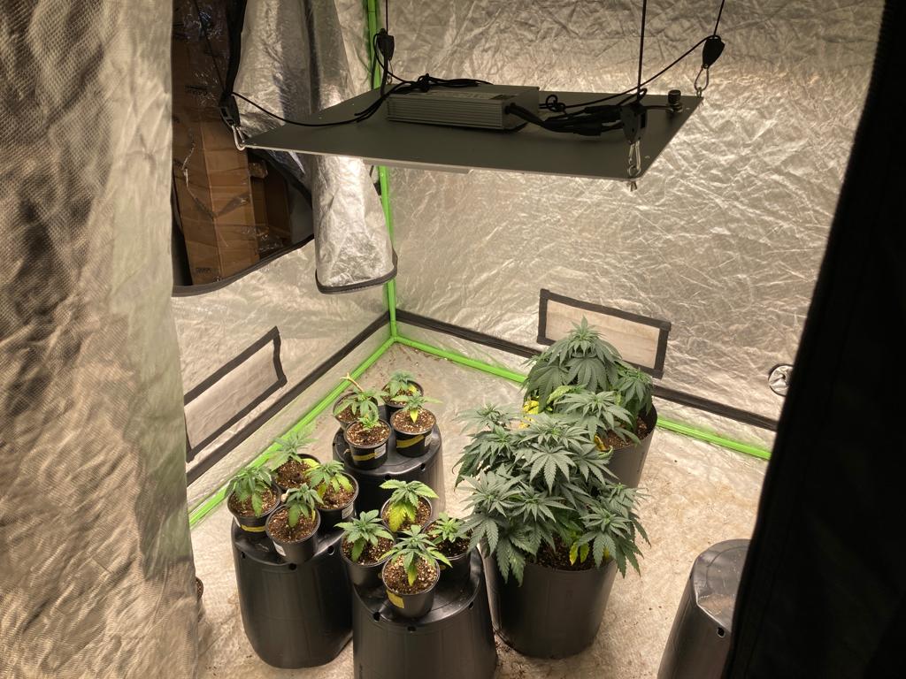 plantação de maconha