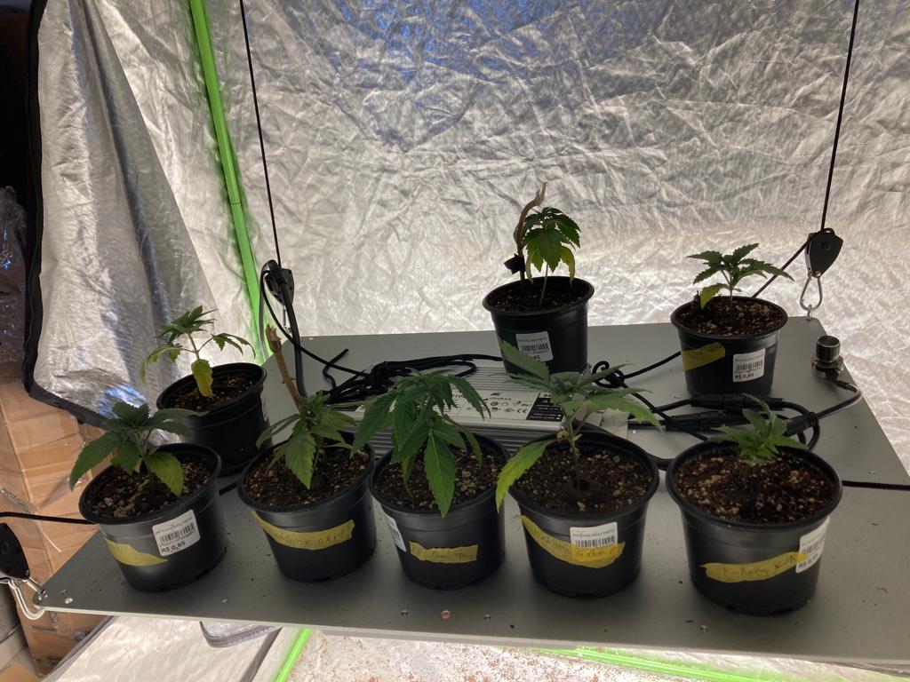 plantação de maconha