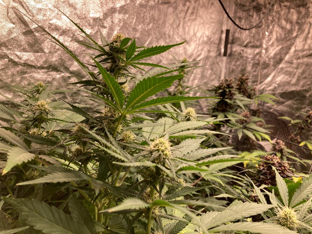 plantação de maconha