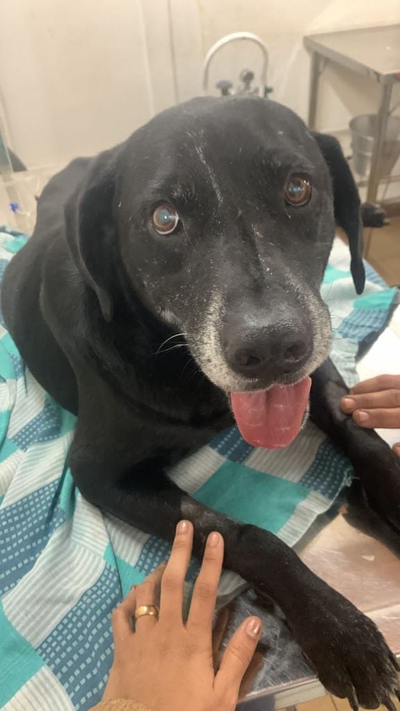 cachorro atropelado