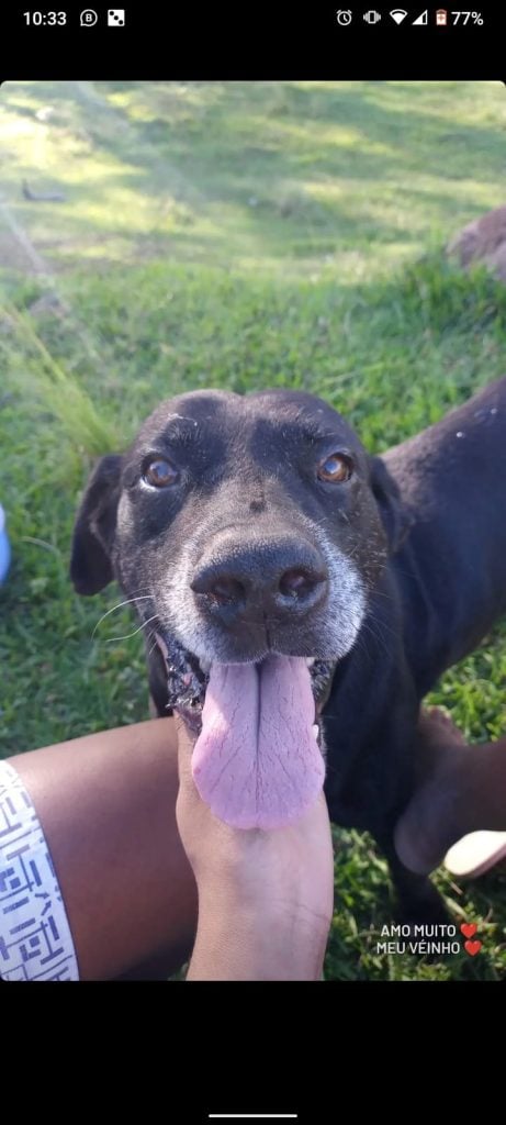 cachorro atropelado