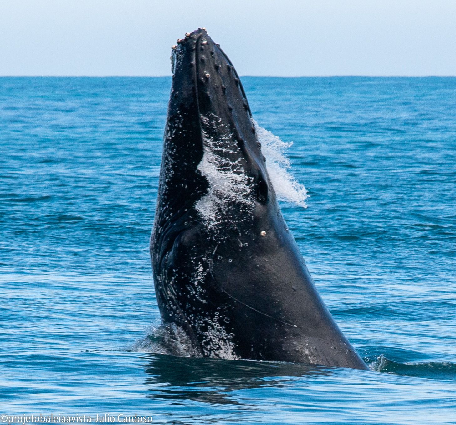 baleia jubartes